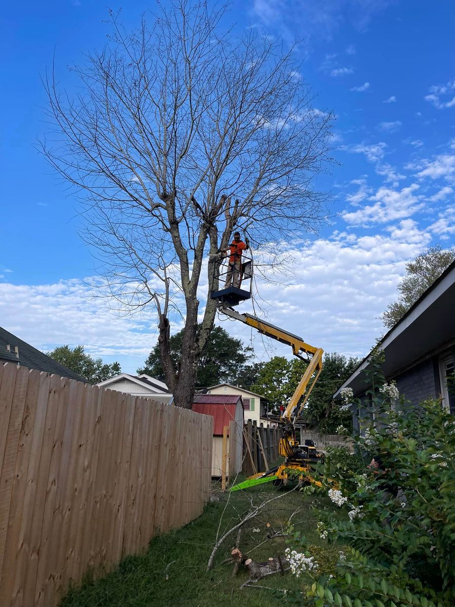 Tree Trimming for Ross Family Tree Service LLC  in Hohenwald, TN