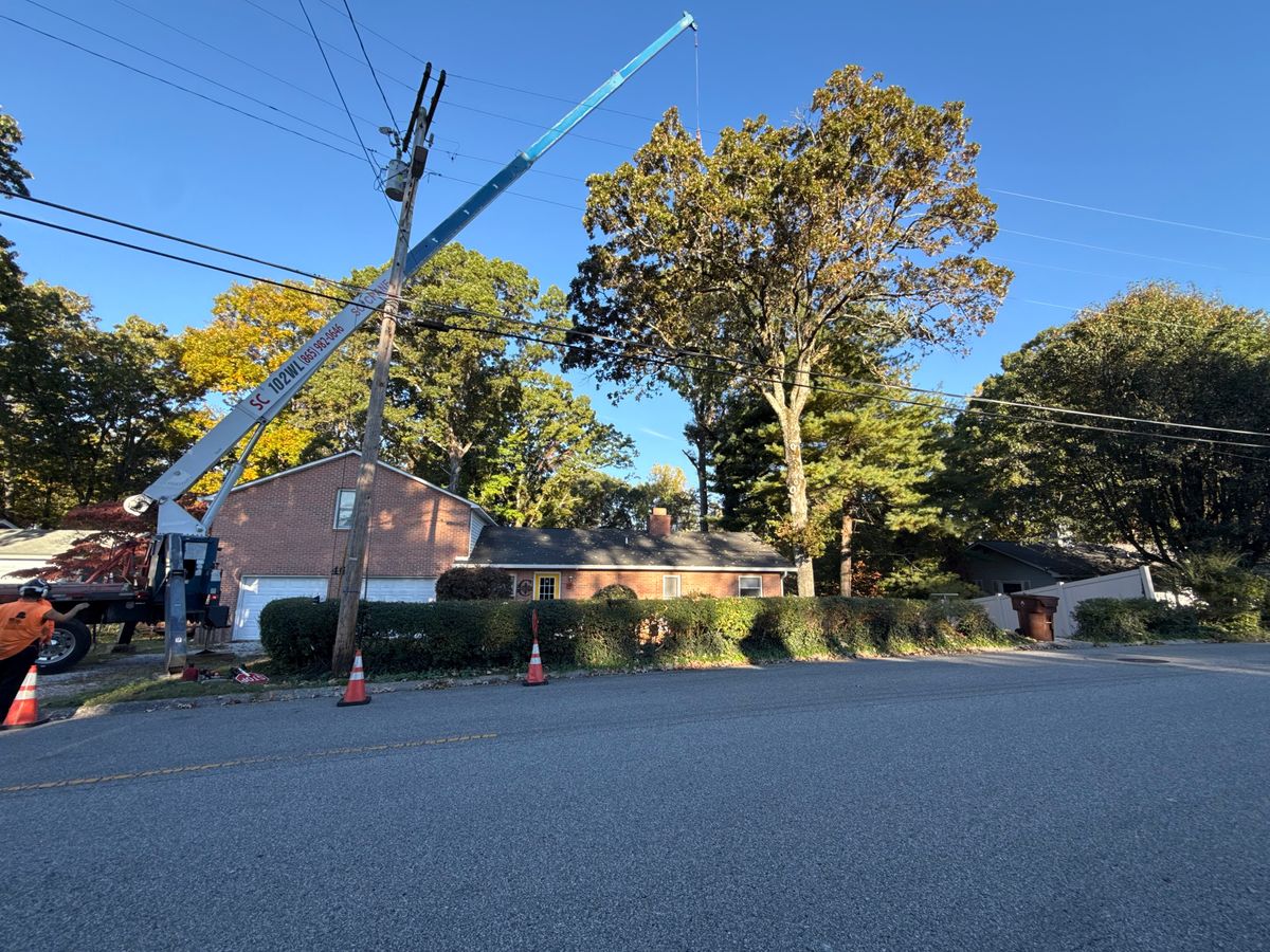 Tree Trimming for Lucky’s Tree Removal and Landscape Services in Clinton, TN