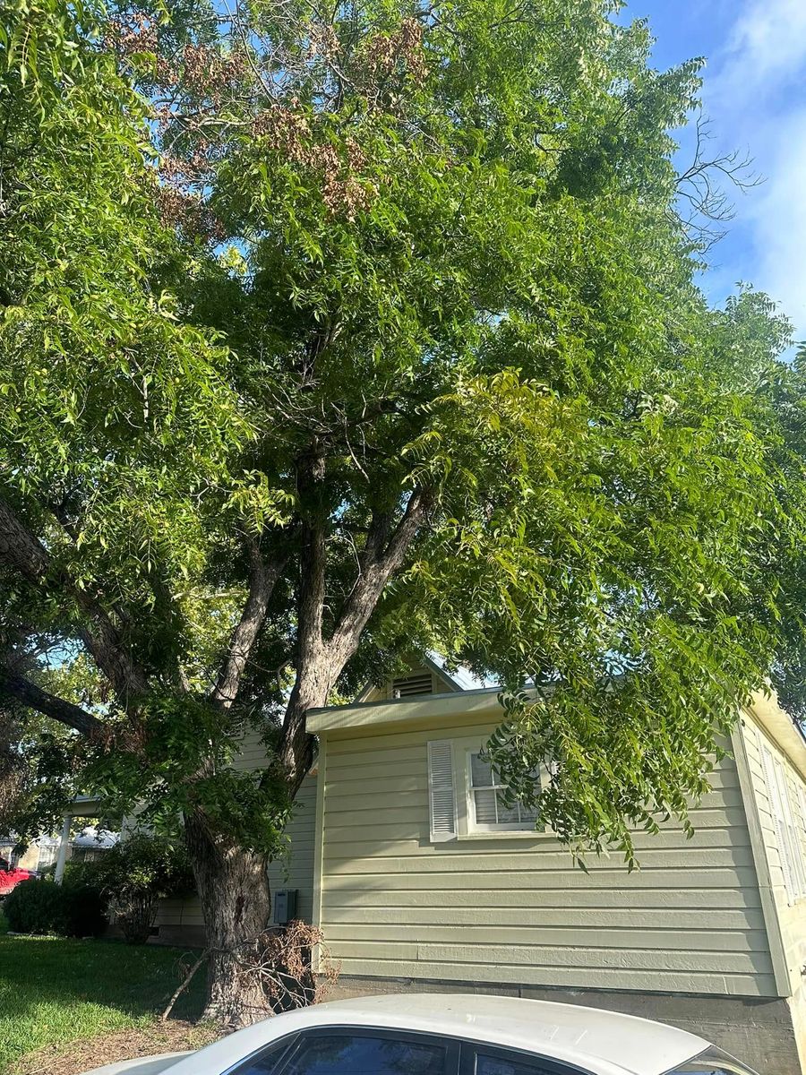 tree service- trimming and removals for CrossCut in Kempner, TX