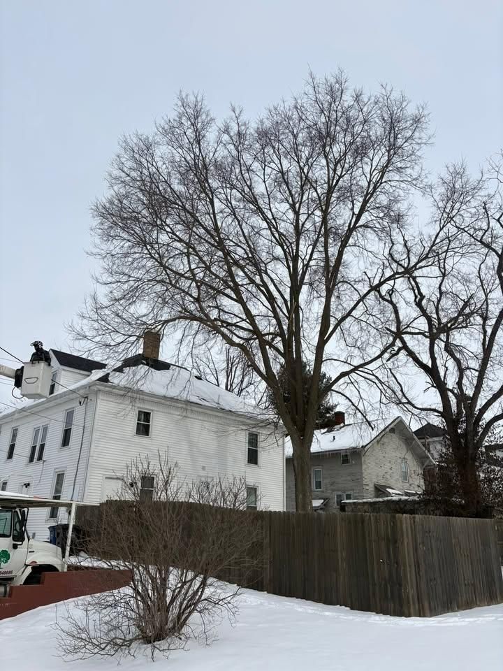 Tree Trimming for Dig-It Tree Company in Mason, OH