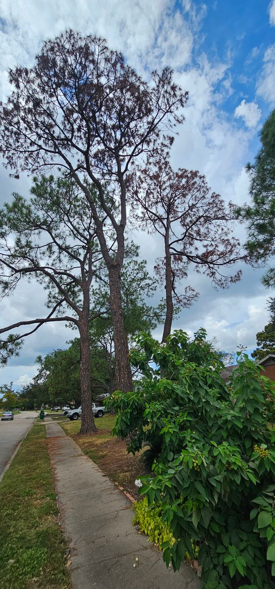 Tree Trimming for Servin's Tree Care  in Houston, TX