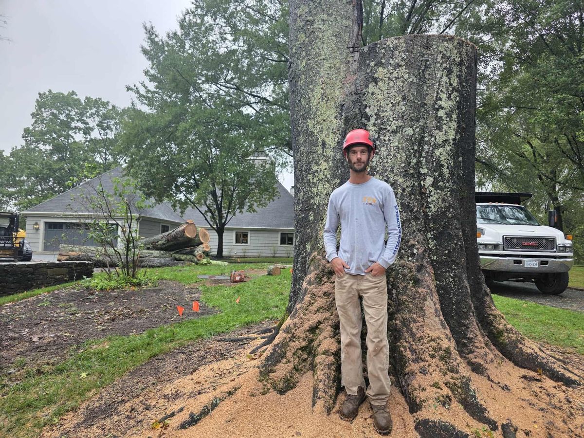 Tree Removal for Smith Tree Experts in Palmyra, VA