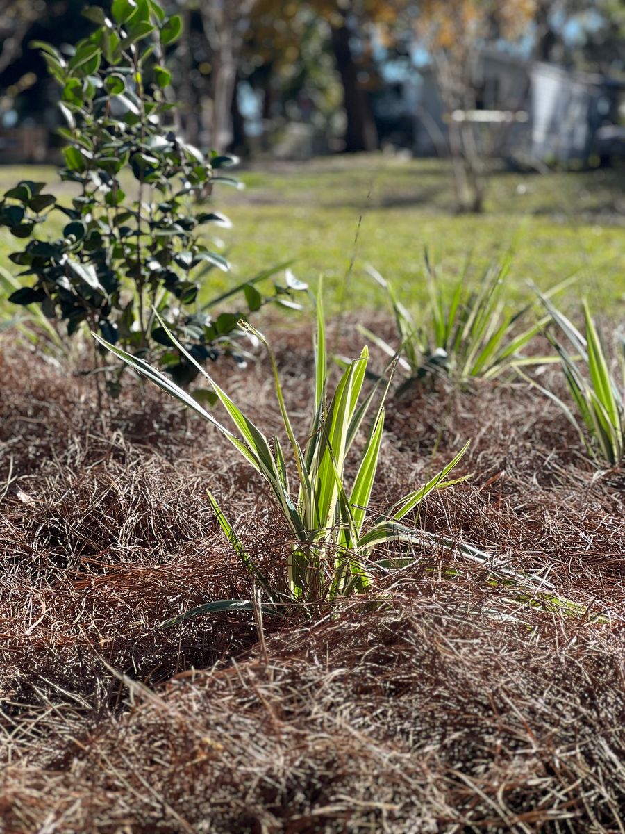 Pine Straw/Bark, Mulch, and Rock installation for Roberts Lawn & Landscape in Cross City, FL