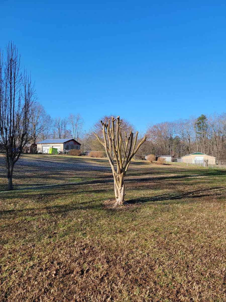 Tree Pruning for Piedmont Lawn and Landscaping in Lexington, NC