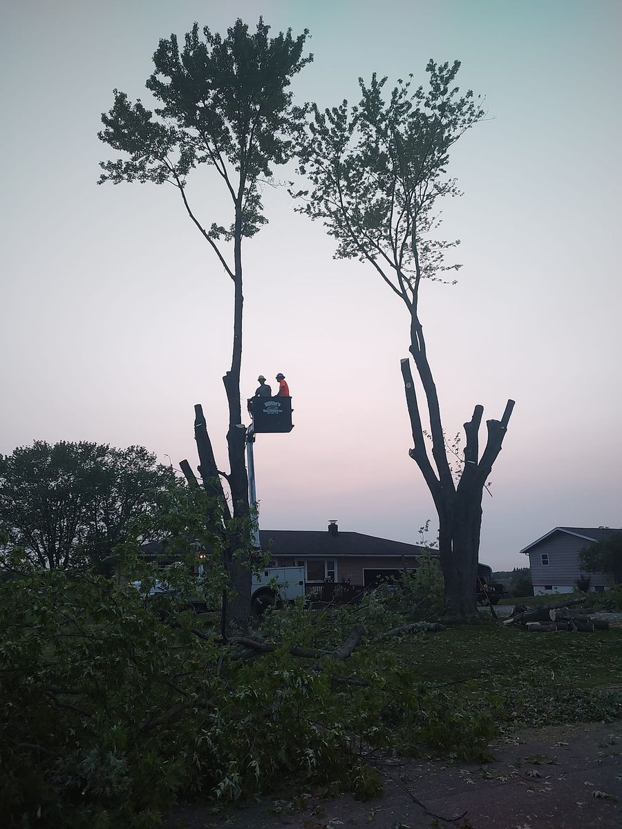 Tree Trimming for Billiter's Tree Service, LLC in Rootstown, Ohio