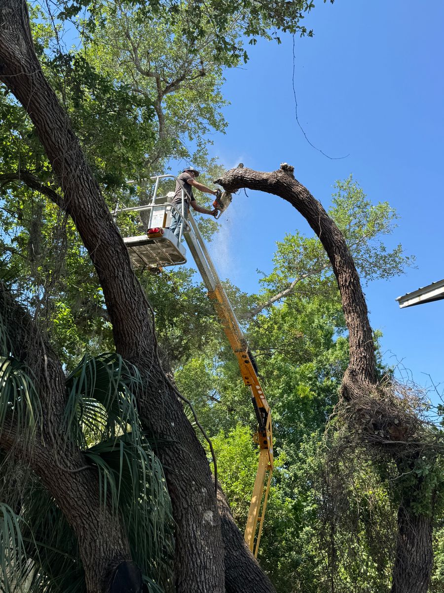 Tree Removal for Rize N’ Grind  in Punta Gorda, FL