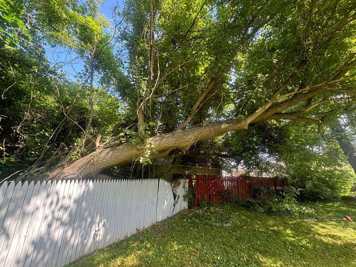 Tree Pruning for T's Trees in Albany, NY