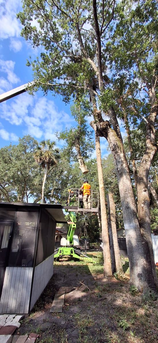 Tree Removal for Daniel Hickey’s Tree Service in DeLand, FL