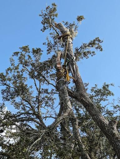 Tree Removal for Regal Tree Service and Stump Grinding in Wauchula, FL