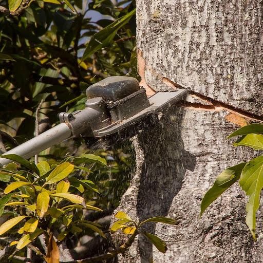 Tree Removal for Terra Heights Tree Experts & Landscaping  in Grass Valley,  CA