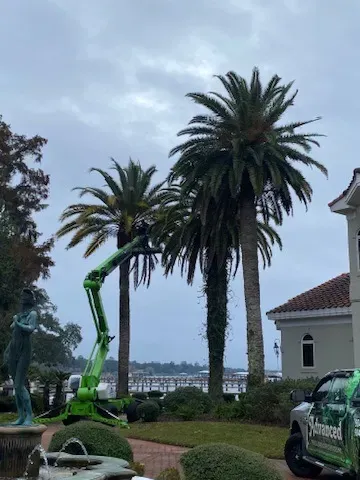 Tree Trimming for Elite Tree & Landscape Services LLC in St. Augustine, FL