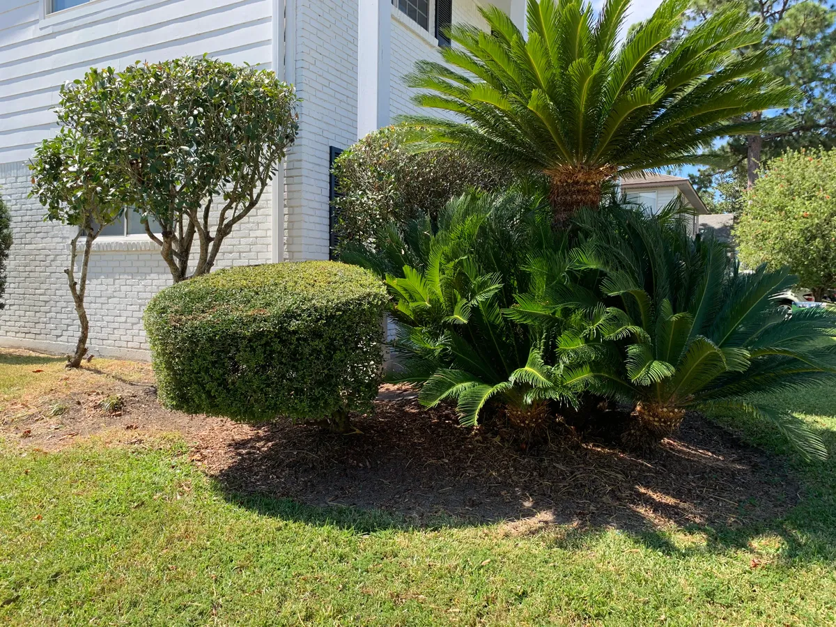 Shrub Trimming for Jay C’s Touch Landscaping & Pressure Washing Services LLC in Marrero, LA