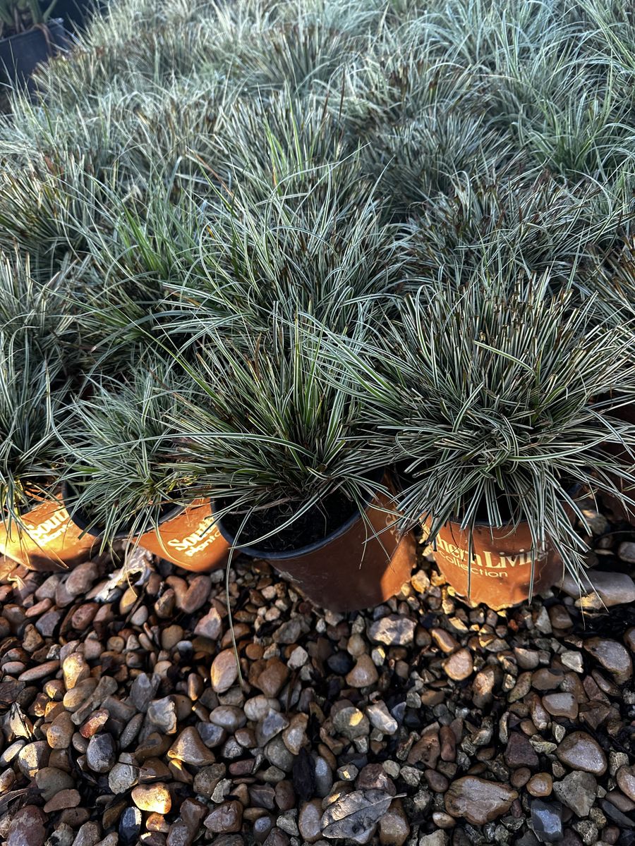 Landscape Installation for Atlas Land Design in Creekside Park, TX