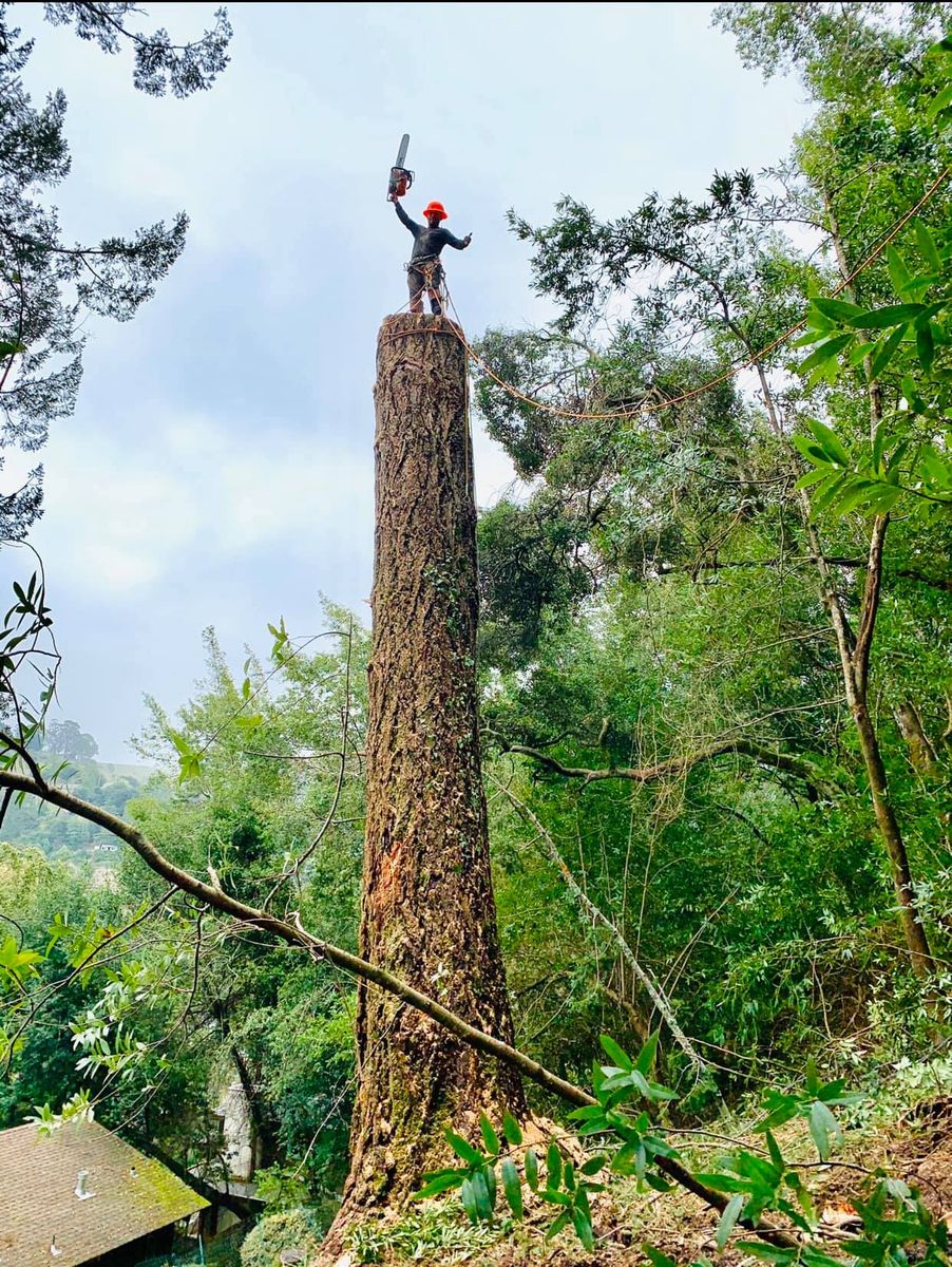 Tree Trimming for Williams Tree Service LLC in Indianapolis, IN