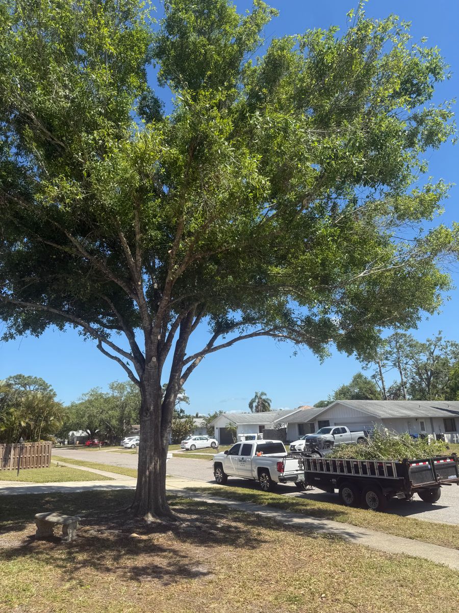 Palm Pruning for Damian’s Tree Care in Sarasota, FL