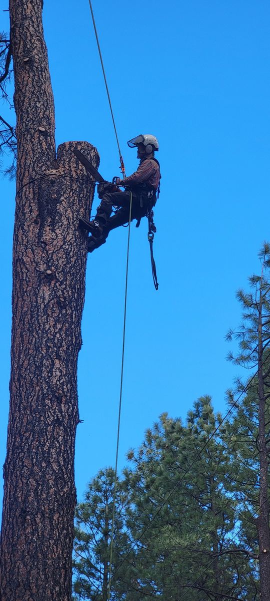 Emergency Tree Services for StockPro Tree Specialists in Show Low, AZ