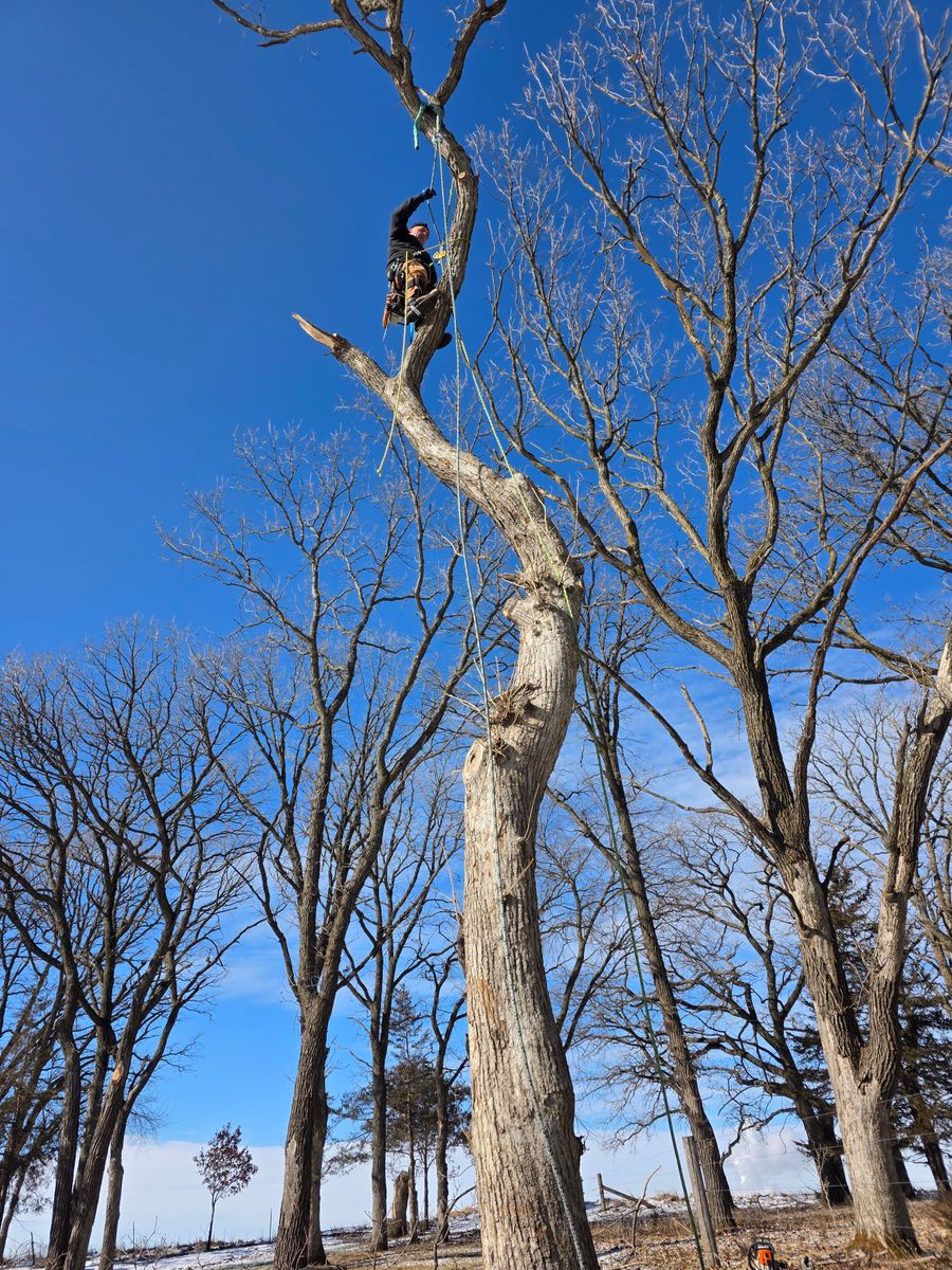 Tree Removal for Minnesota Seasonal LLC in Corcoran, MN