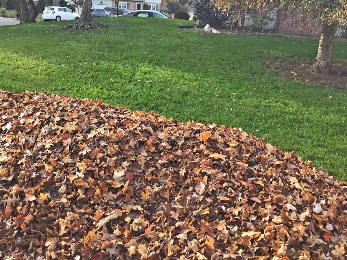 Lawn Clean Up for Healthy Roots Landscaping in Apex, NC