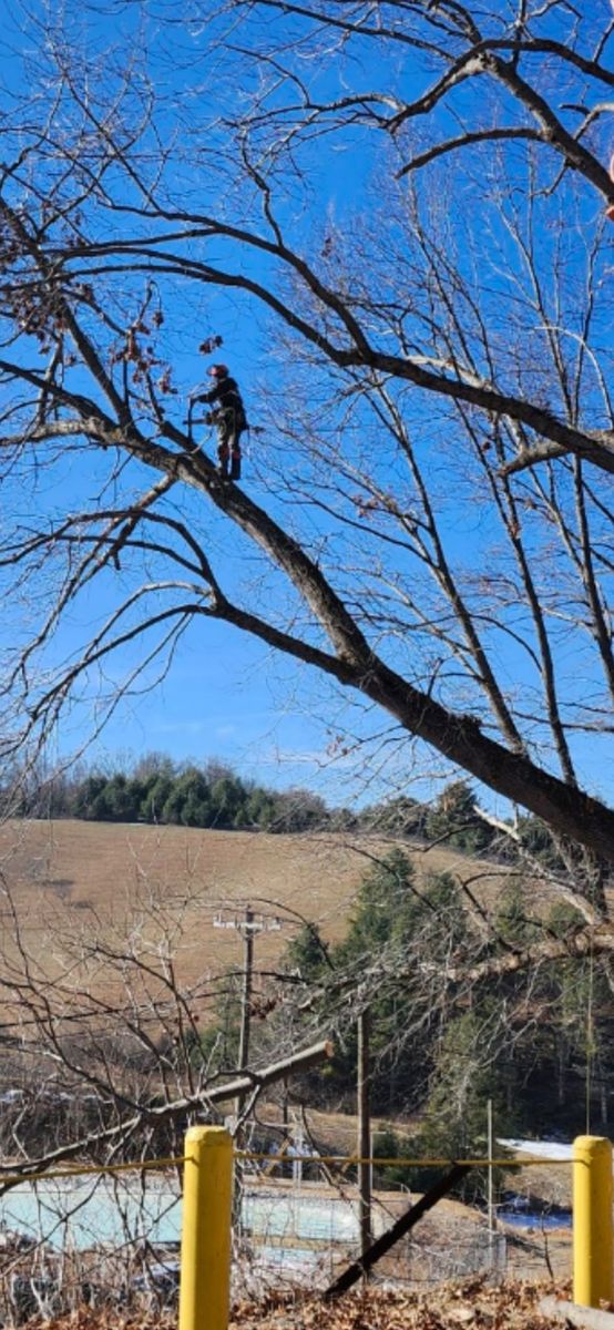Tree Climbing Services for Brothers Tree Service in Burnsville, NC