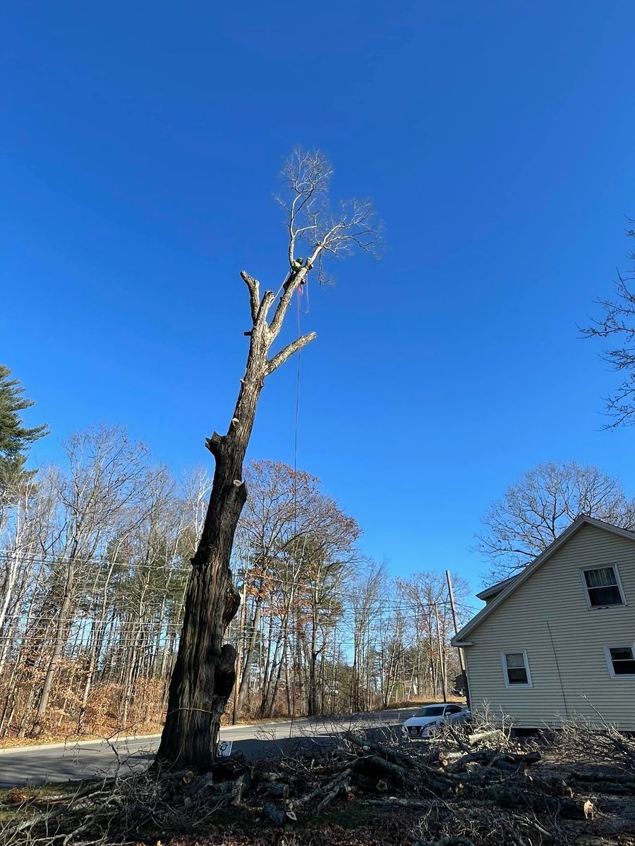 Tree Removal for Green In Green Out Tree Services in Westbrook, ME