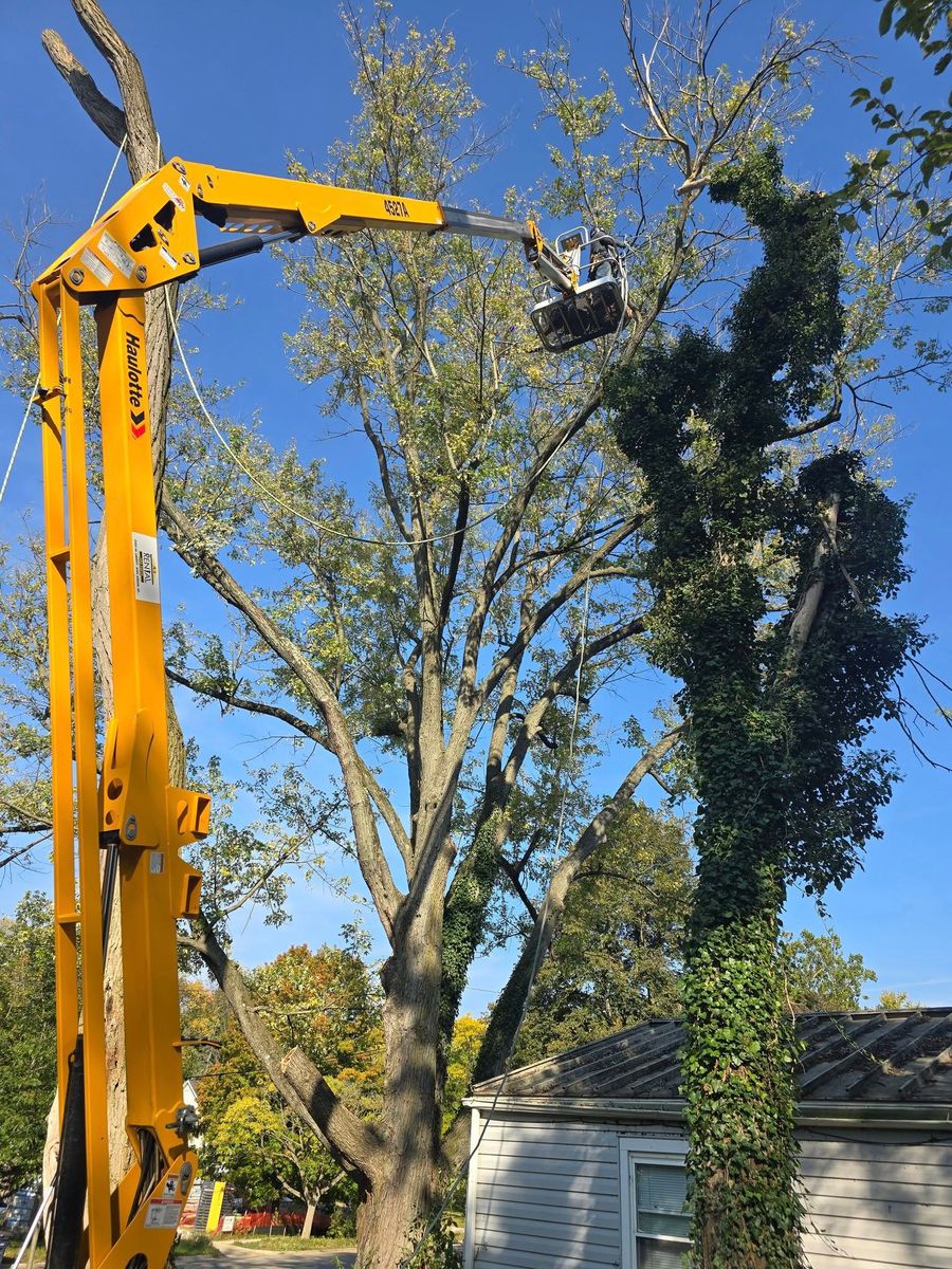 Tree Trimming for D Hale Tree Service in Dexter, MI