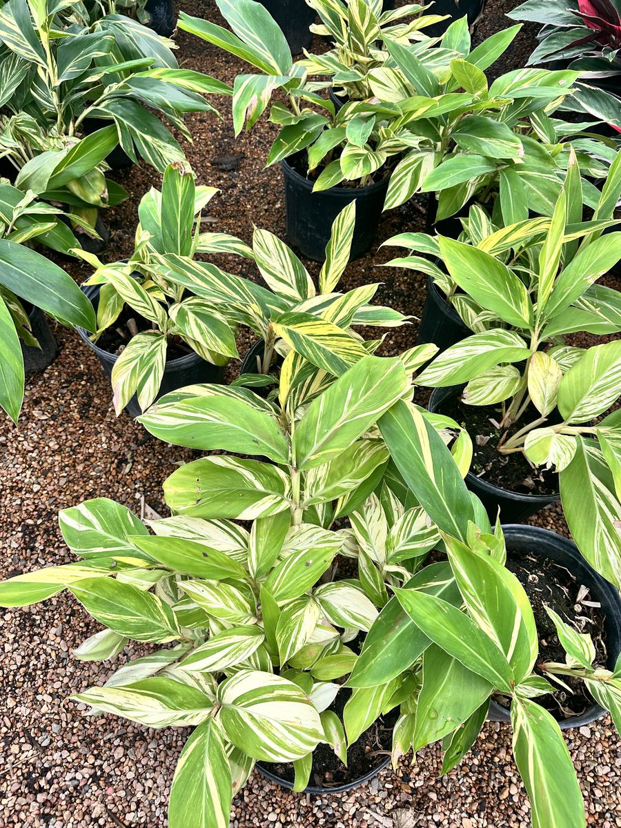 Landscape Installation for Atlas Land Design in Creekside Park, TX