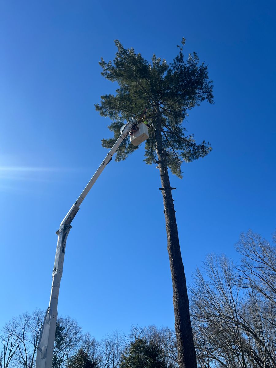Hazard Trees for Ground To Sky Tree Care in Asheville, North Carolina