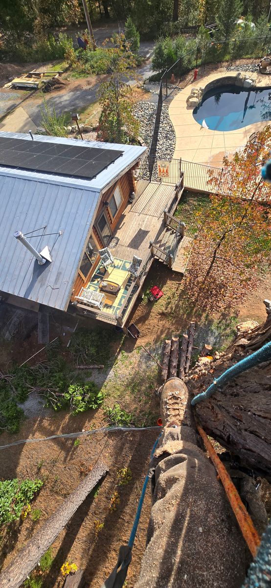 Hazardous Tree Services for George Staddan's Professional Tree Care in Placerville, CA