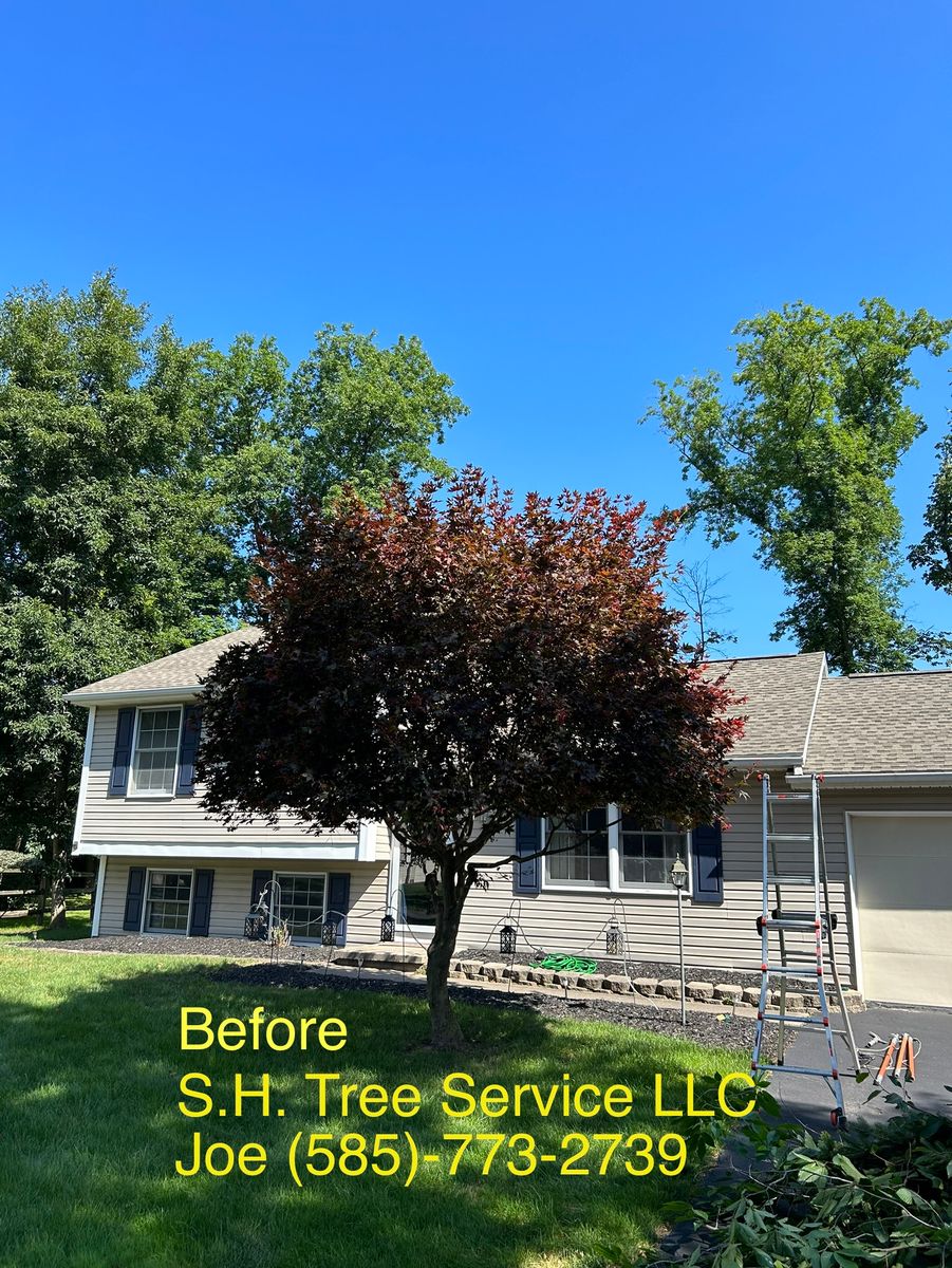 Tree trimming for S.H. Tree Service LLC in Hilton, NY