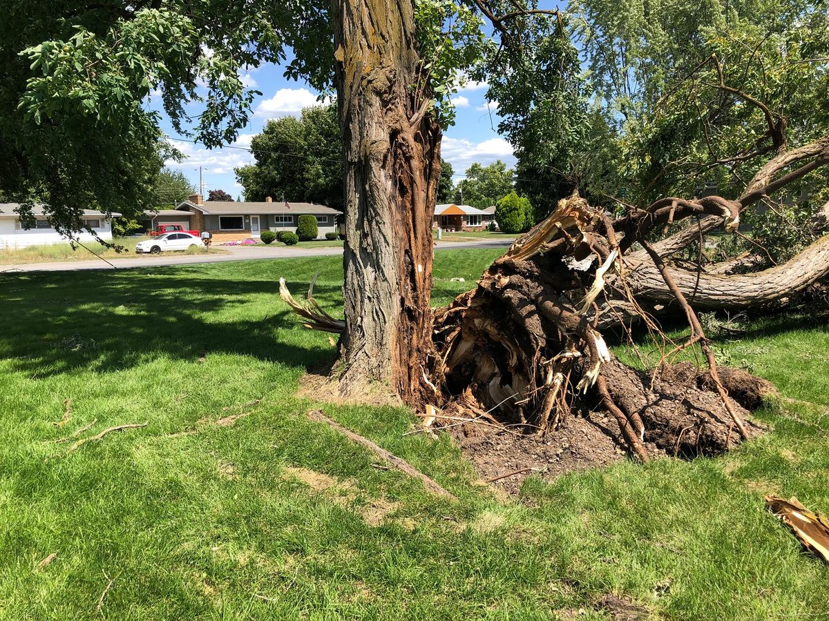 Tree Removal for IOL TREE EXPERTS in Spokane Valley, WA