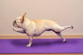 Canine and Feline Yoga for Down Dog Yoga in Boston, MA
