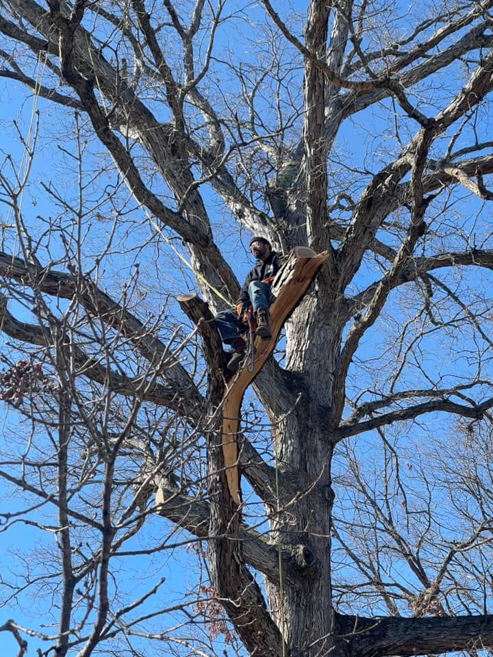 Tree Trimming for Ricky's Tree Service & Property Care in Orange, VA