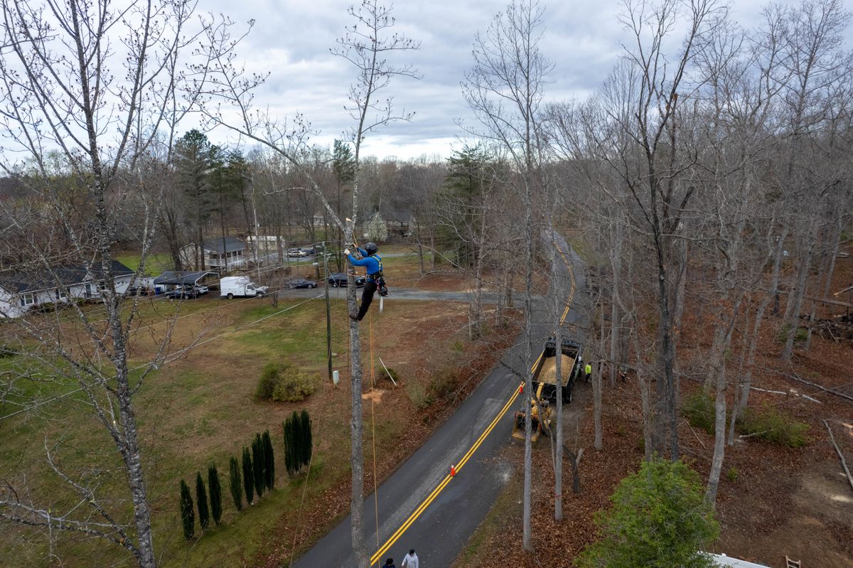 Tree Removal for Branch Out Tree Care LLC in Fredericksburg, VA