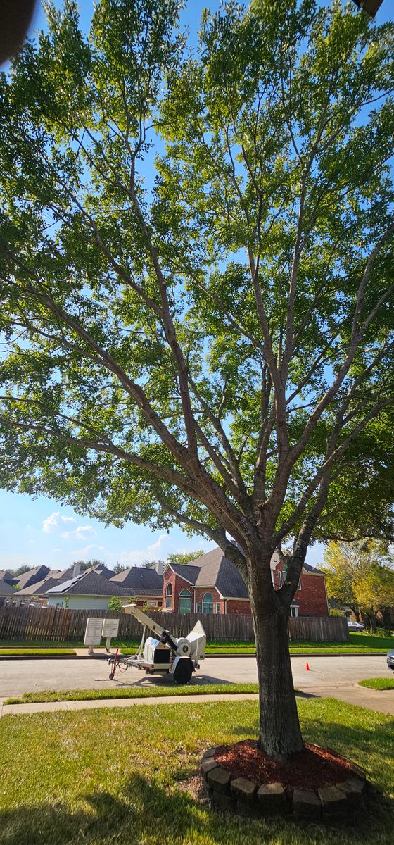 Tree Trimming for Servin's Tree Care  in Houston, TX