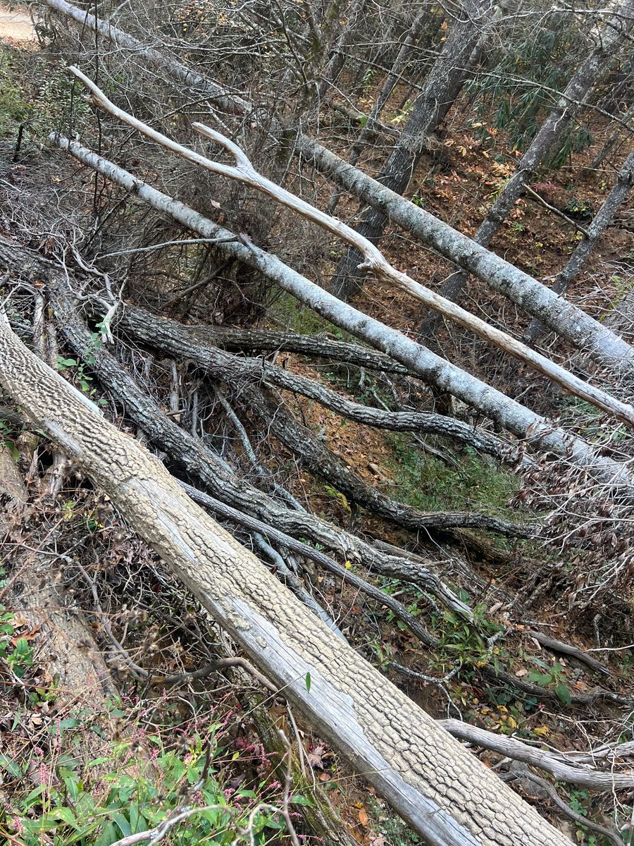 Tree Removal for Ground To Sky Tree Care in Asheville, North Carolina