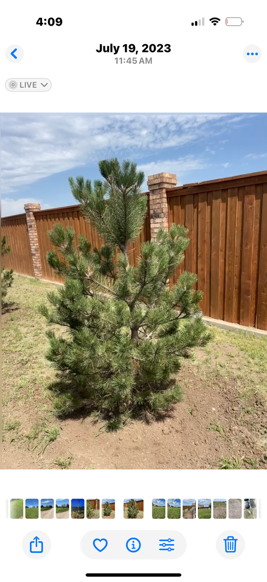 Tree Installations for R&J Hydromulch in Booker, TX