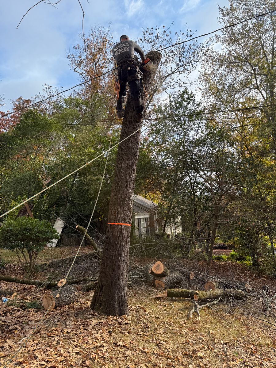 Tree Removal for T N L - Tree and Land Service in Reynolds, GA