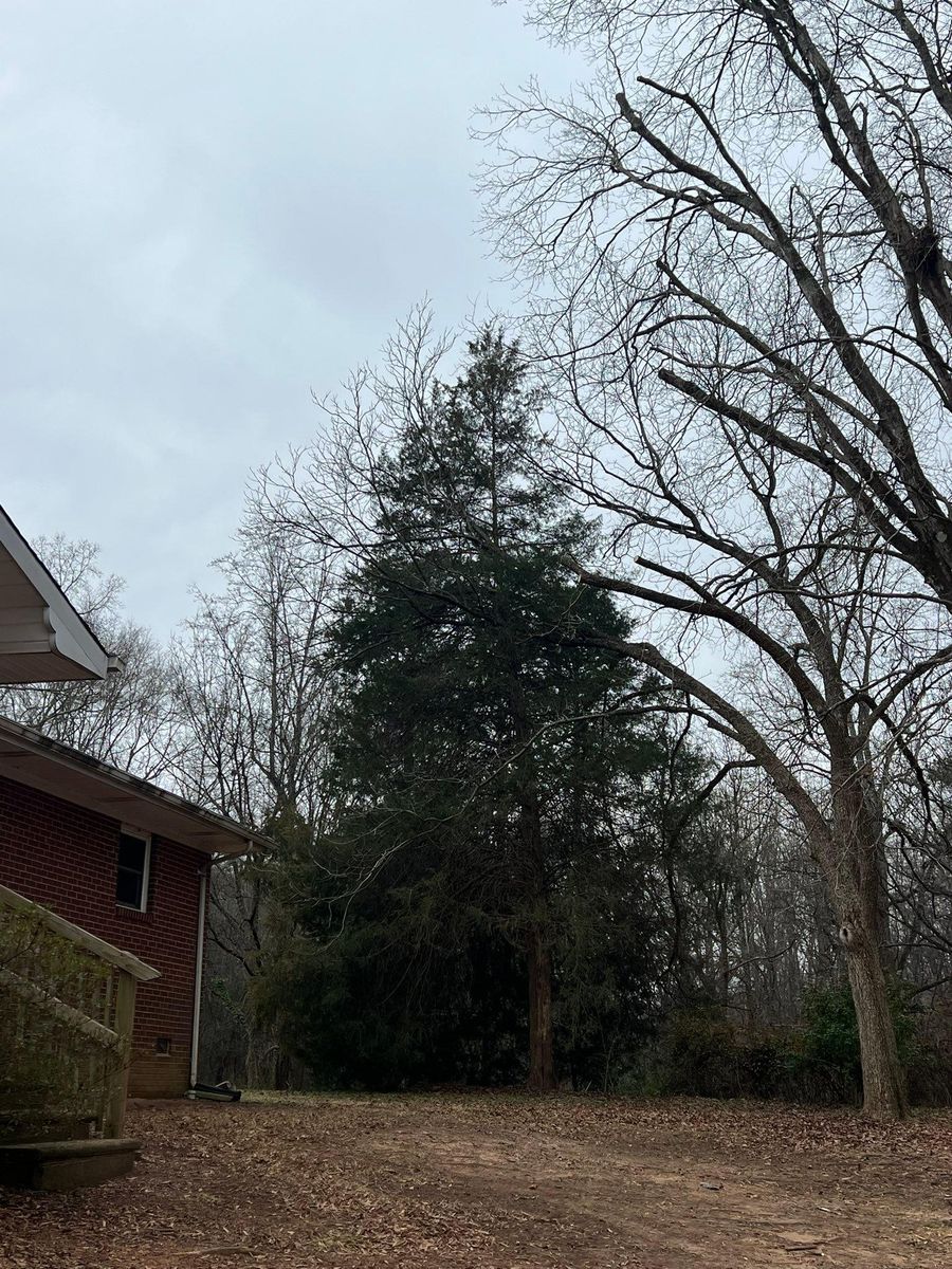 Tree Removal for Brooks Tree Service in Casar, NC