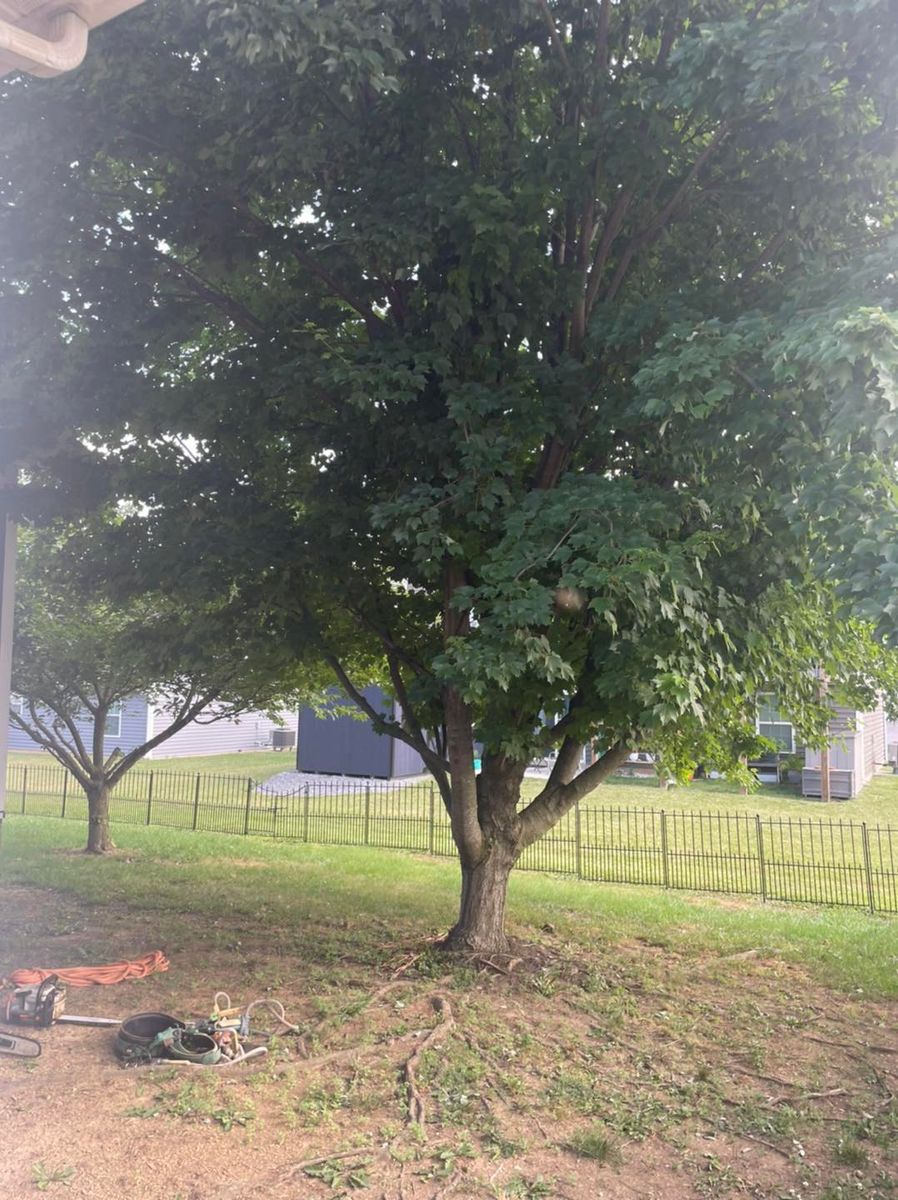 Fall Clean Up for Scott’s Tree Service, LLC in Winchester, VA