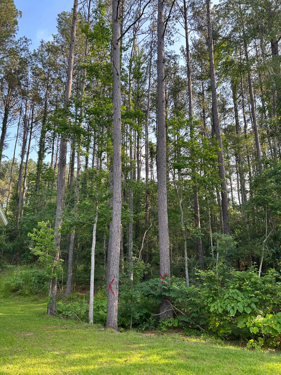 Tree Services for Broadway & McMullen Construction in Hattiesburg, MS