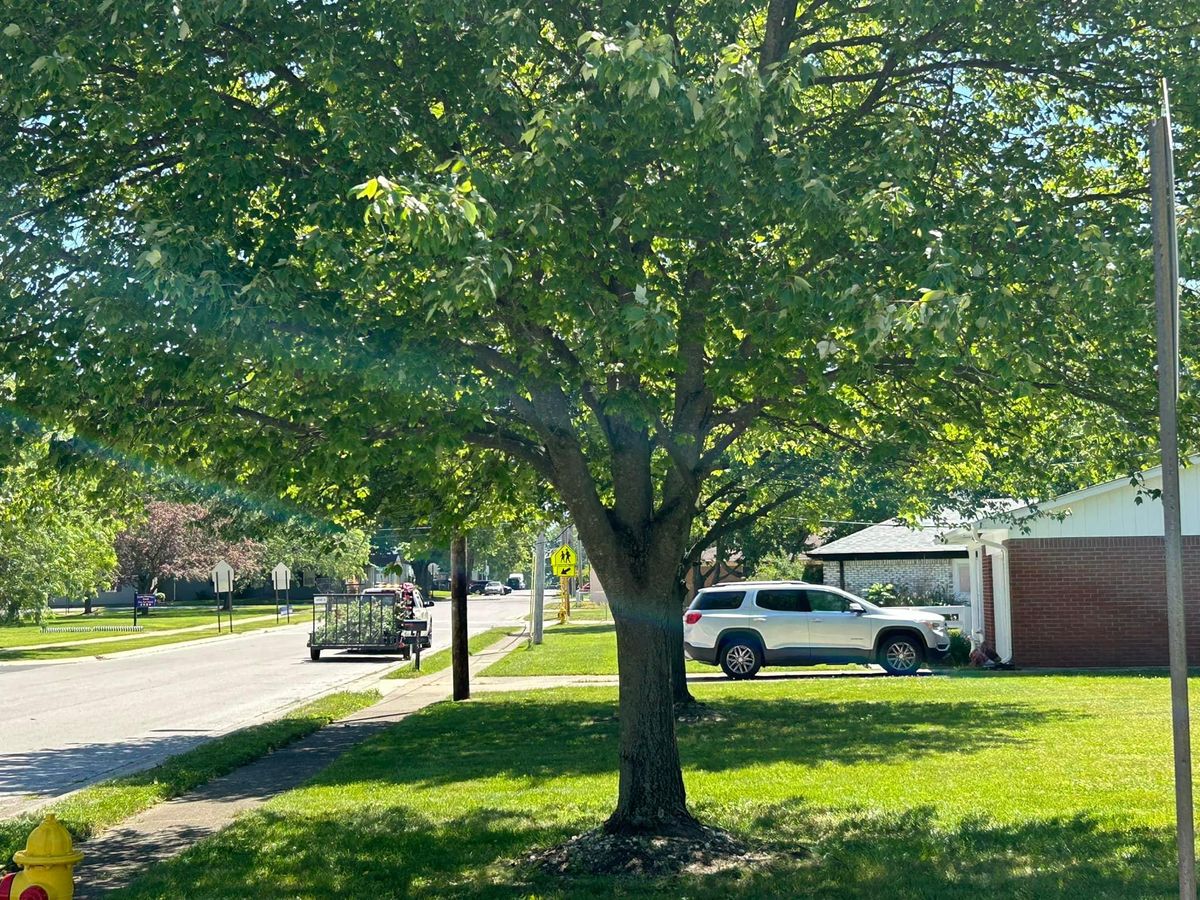 Tree Trimming for Bearforce Lawn Care LLC in Greenfield, IN