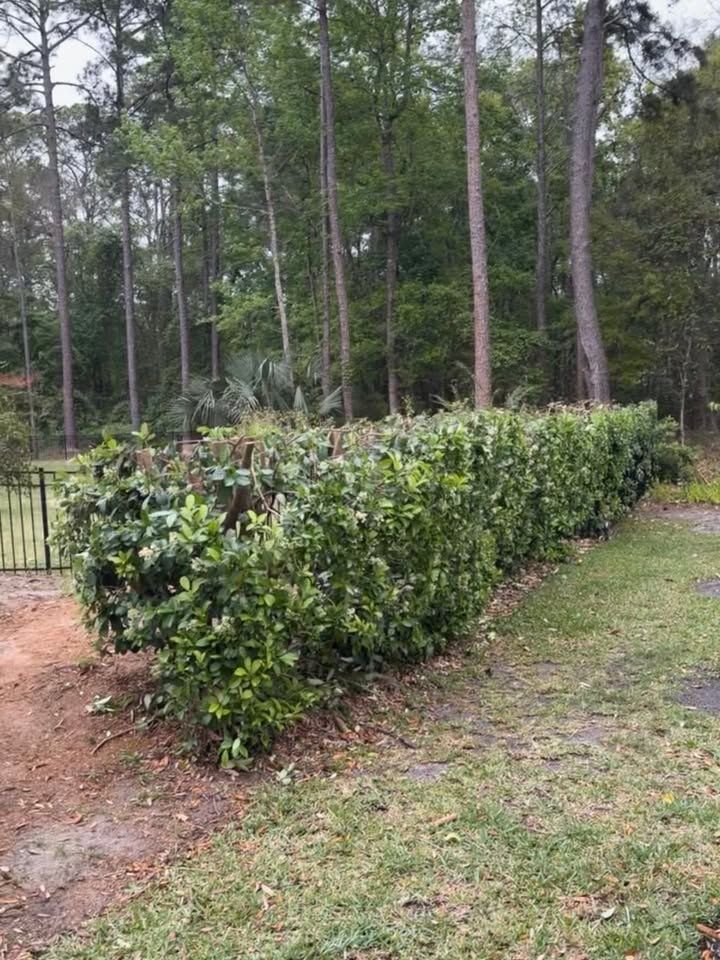 Shrub Trimming for Whole 9 Yards Services LLC in Green Cove Springs, FL