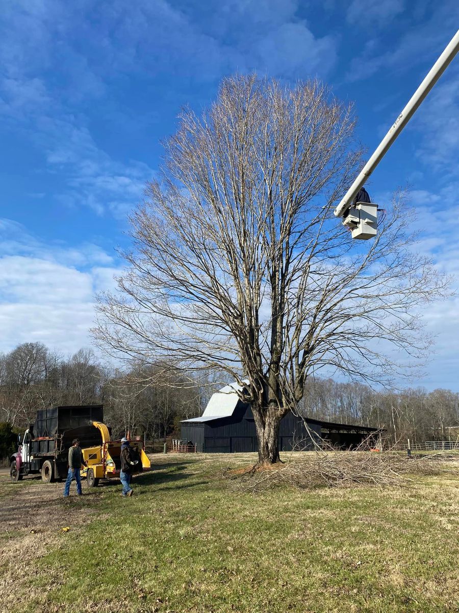 Tree Trimming for Lance Tree Service in Tellico Plains ,  TN