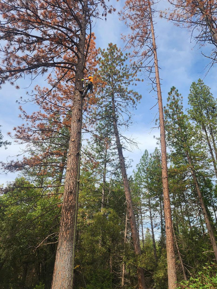 Hazardous Tree Services for George Staddan's Professional Tree Care in Placerville, CA
