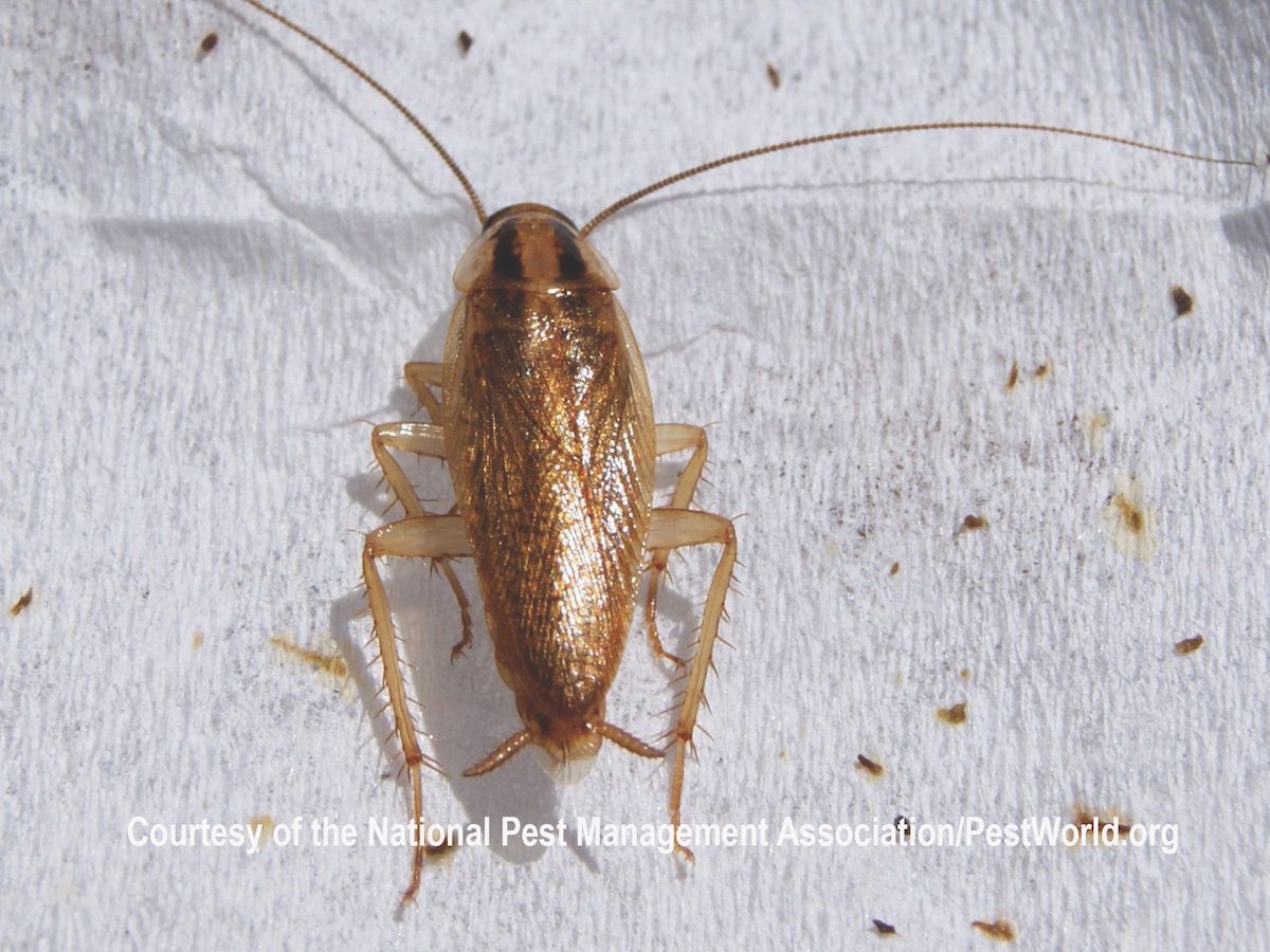 Pest Control Services for Platinum Pest Control in Spring Hill, FL