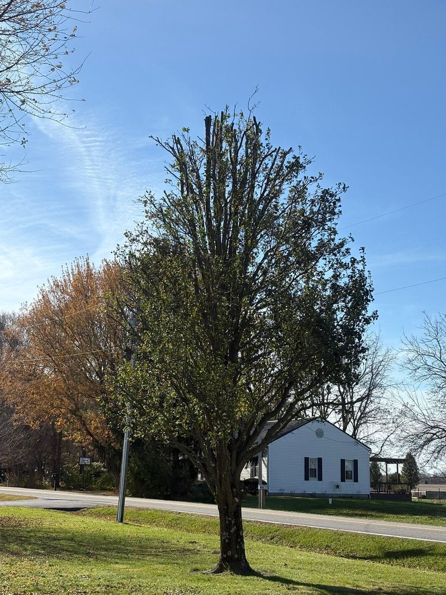 Tree Trimming for Dig-It Tree Company in Mason, OH