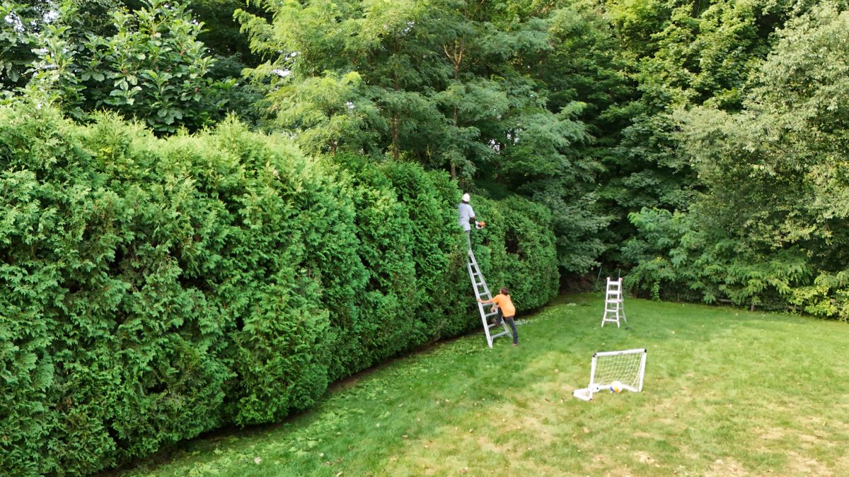 Shrub & Tree Care for Ace Landscaping in Trumbull, CT