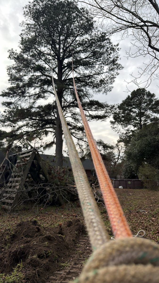 Tree Removal for Tidewater Tree Service in Chesapeake, VA