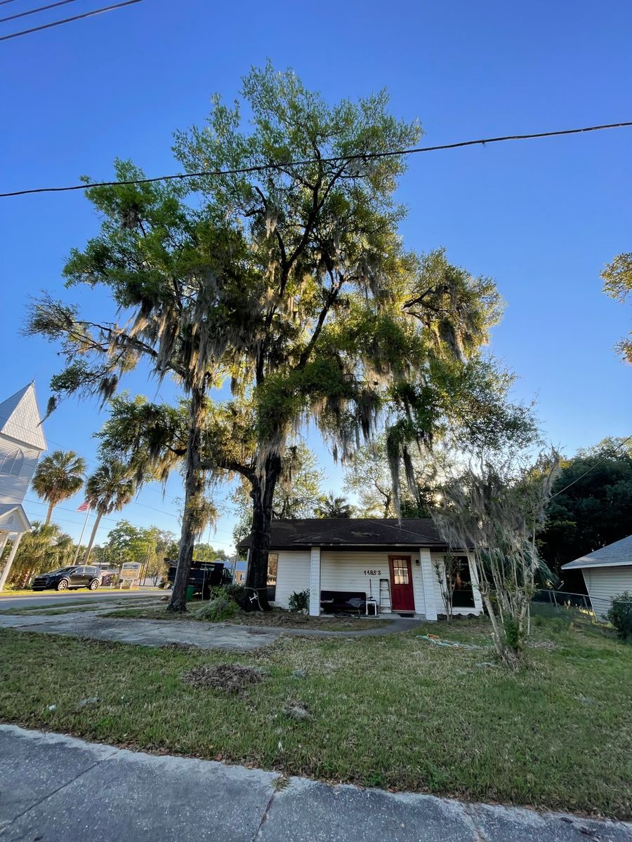 Tree Inspections for Mr. Timber in Ocala, FL