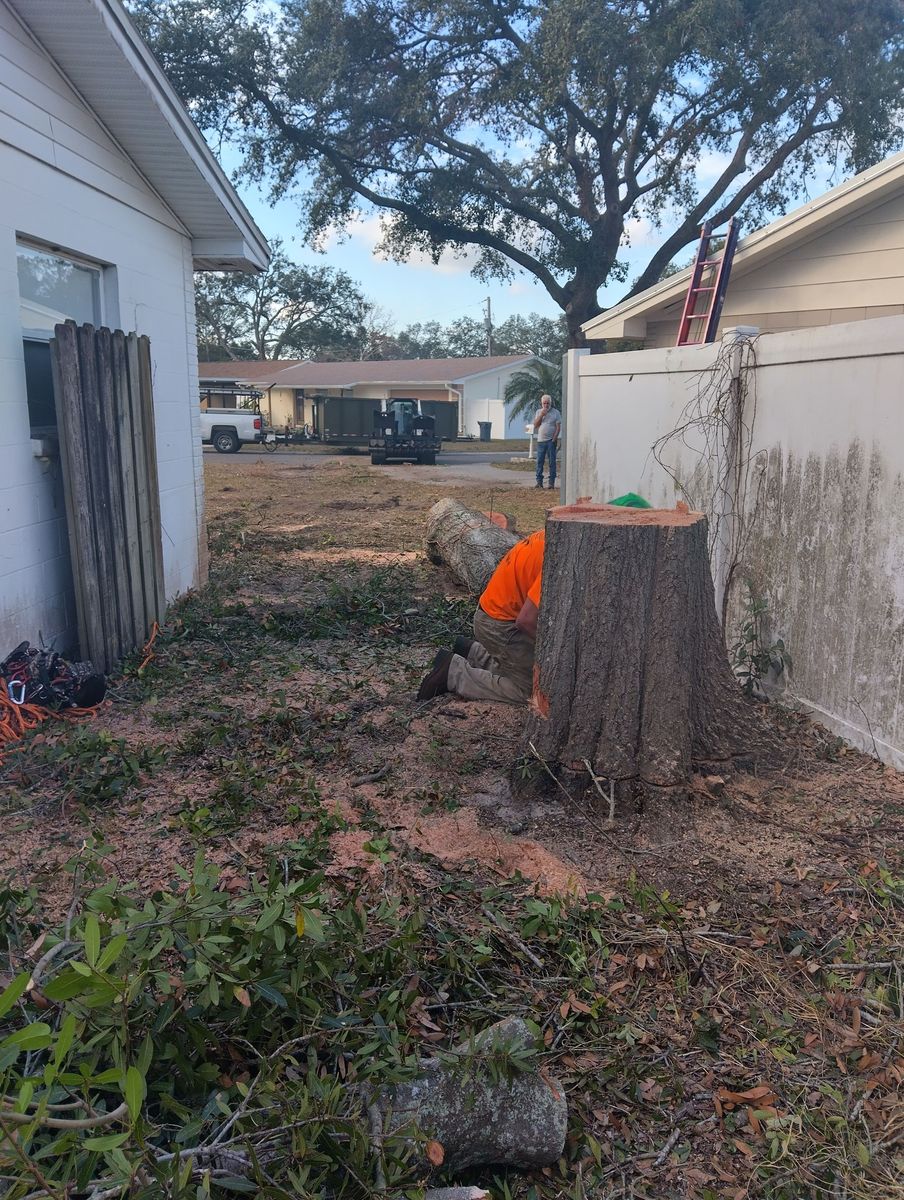 Tree Removal for Bills Tree Service in Valrico, FL